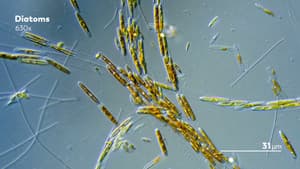 Journey to the Microcosmos — foto 7