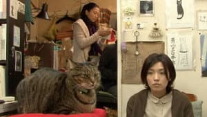 私は猫ストーカー — foto 3
