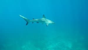 Sharks of the Bermuda Triangle — foto 3