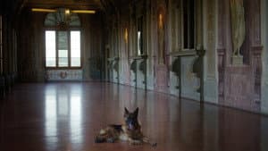Gunther, el perro millonario — foto 4