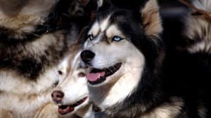 血狼犬 — foto 2