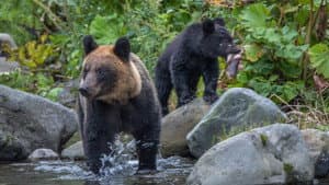 Asia's Wild Secrets — foto 8
