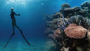 Corals’ Last Stand — foto 1