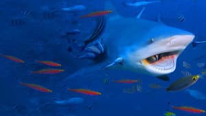 Raging Bull Shark — foto 4