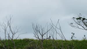 Homesick — foto 2