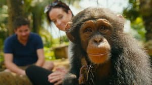 Baby Chimp Rescue — foto 3