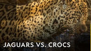 Jaguar vs. Krokodille — foto 2