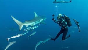 Sharkwise — foto 1