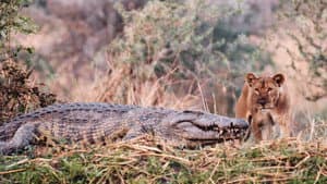 Katavi Africa's Fallen Paradise — foto 2