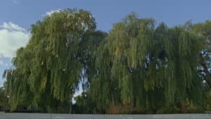 Willow World — foto 1