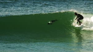 La Ola sin Fronteras: Una expedición al Atlántico Sur — foto 2