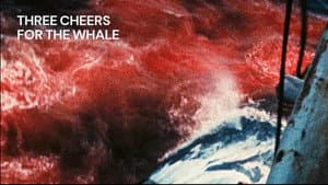 Vive la baleine — foto 1