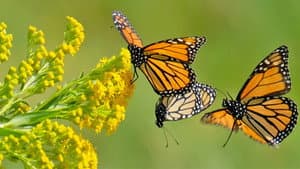 Beauty on the Wing: Life Story of the Monarch Butterfly — foto 1