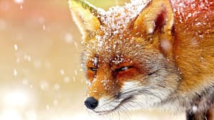 The Wonder of Animals — foto 1