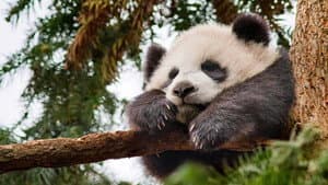 Nacidos en China — foto 4