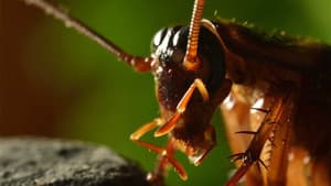 Micro Monsters with David Attenborough — foto 2