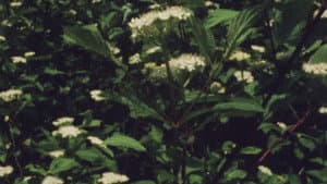 Everything Everywhere Again Alive — foto 2
