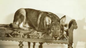 Land of the Silver Fox — foto 1