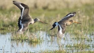 Grutto! De reis van onze nationale vogel — foto 2