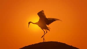 Earth: One Amazing Day — foto 3