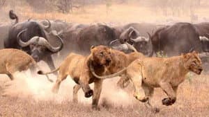 Lions: The Hunt for Survival — foto 1