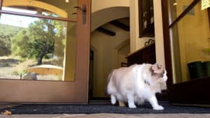 Where Is The Cat's Tail? — foto 4