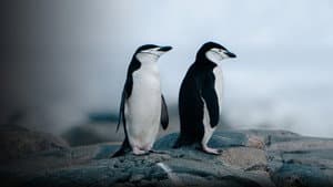 Animal Pride: Nature's Coming Out Story — foto 3