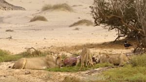 Die Wüstenlöwen der Namib - Aufbruch und Wiederkehr — foto 3