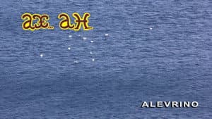ΑΛΕΥΡΙΝΟ ΤΟ ΣΠΕΡΜΑ ΤΟΥ ΣΥΜΠΑΝΤΟΣ — foto 4