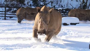 Animal Park — foto 5