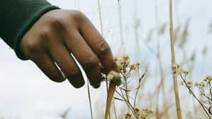 Nettles — foto 5