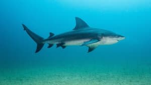 Backyard Bull Sharks — foto 1