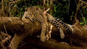 Guyane, vivre avec le jaguar — foto 1