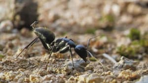 Au royaume des fourmis — foto 1