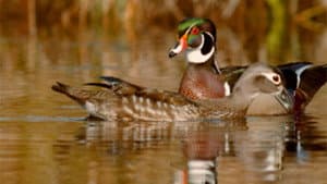 PBS Nature - An Original DUCKumentary — foto 1
