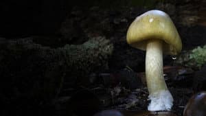 Revealed: Death Cap Murders — foto 1