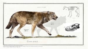 Big Beasts: Last of the Giants — foto 2