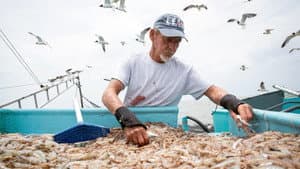 Last of the Shrimpers — foto 4