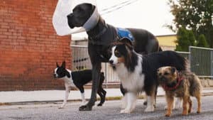 Hijos de perra — foto 6