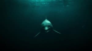 Attenborough and the Sea Dragon — foto 9