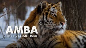 Amba: The Russian Tiger — foto 1
