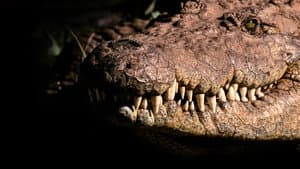 Africa's Deadliest — foto 6