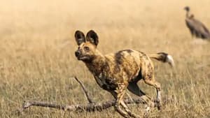 African Adventure: Safari in the Okavango — foto 1