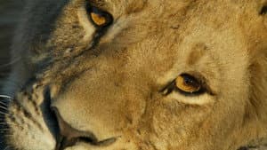 Big Cat Odyssey — foto 4