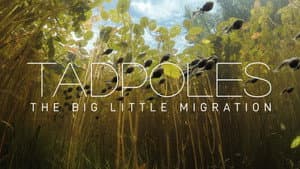 Tadpoles: The Big Little Migration — foto 1