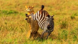 Brotherhood of Lions — foto 3