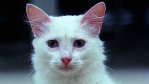 Os Sete Gatinhos — foto 6