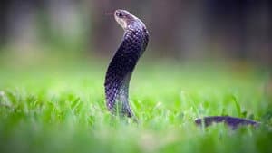 Secrets of the King Cobra — foto 6
