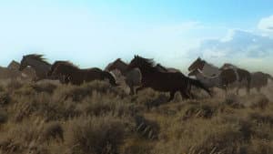American Mustang — foto 7