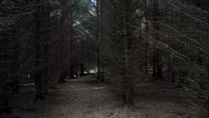 Dark Realm — foto 1